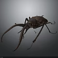 Reddish Brown Beetle With Long Antennae And Large Mandibles Against Gray Gradient Background