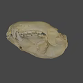 Detailed Animal Skull Skeleton With Visible Teeth And Bone Structure