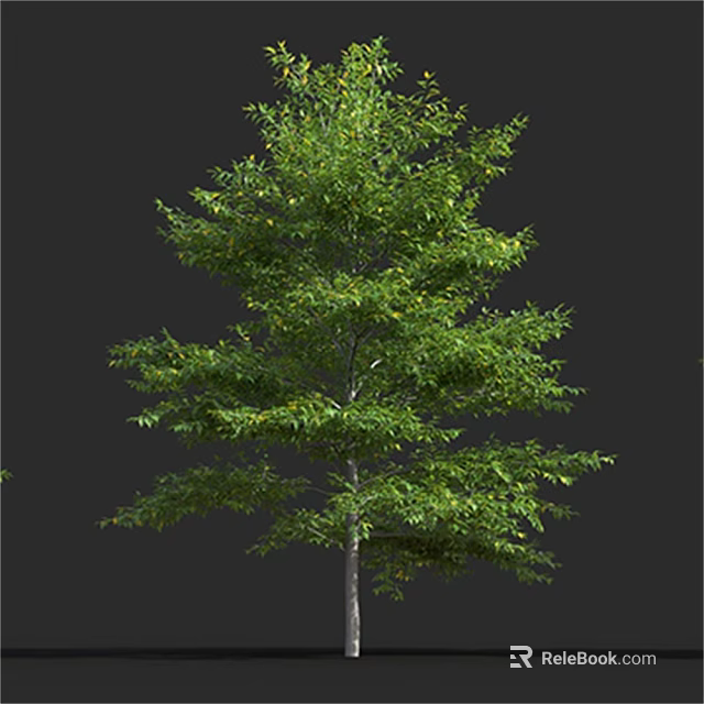 Green Arbor With Lush Green Foliage And Straight Trunk Against Dark Backdrop 3d model 