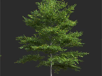 Green Arbor With Lush Green Foliage And Straight Trunk Against Dark Backdrop 3d model