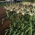 Corn Plant With Green Leaves And Yellow Tassels Growing In Outdoor Garden