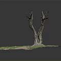 Bare Tree With Thick Trunk Surrounded By Green Grass And Exposed Soil