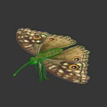 Brown Yellow Butterfly With Eye Like Patterns On Spread Detailed Wings Against Dark Background