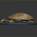 Detailed Turtle Skeleton Model Featuring Yellow Shell On Blue Display Base