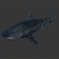 Realistic Silver Shark With Open Mouth And Sharp Teeth On Dark Background