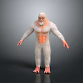 White Fur Muscular Animal Figure With Orange Belly In Standing Pose