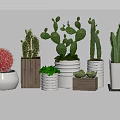 Varied Cactus Succulent Plants in Decorative White and Wooden Flower Pots for Indoor Decor