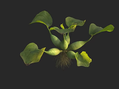 Vibrant Green Plant Showcasing Lush Leaves and Healthy Exposed Roots 3d model
