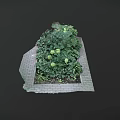 Green Plants With Large Leaves And White Small Flowers On Brick Paved Ground