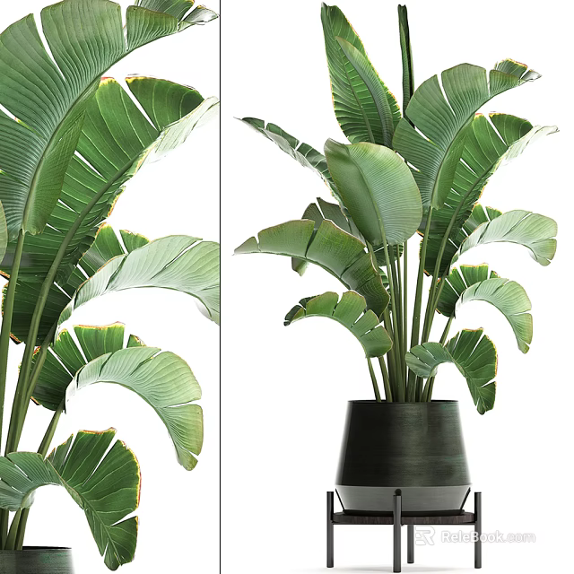 Tall Potted Plant With Large Green Leaves In Black Pot For Indoor Decor 3d model 