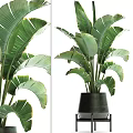 Tall Potted Plant With Large Green Leaves In Black Pot For Indoor Decor