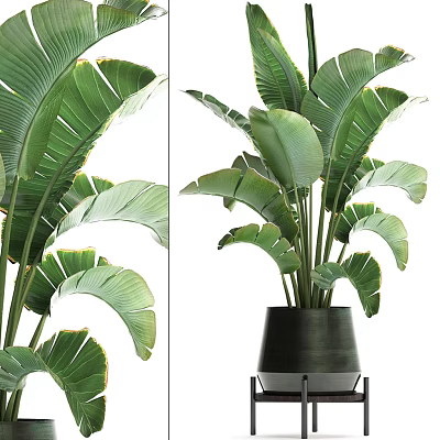 Tall Potted Plant With Large Green Leaves In Black Pot For Indoor Decor 3d model