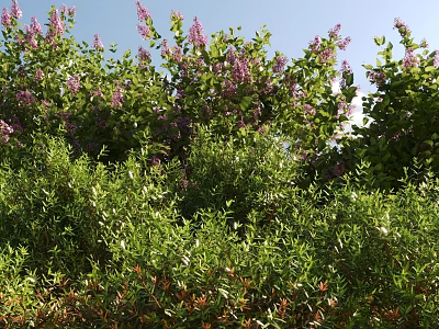 Lush Green Shrubs With Vibrant Purple Flowers Thriving In Sunny Garden Landscape 3d model