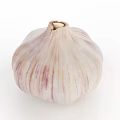 Fresh Organic Garlic Bulb with White and Purple Stripes on White Background Close Up View