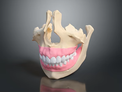 Human Skull Oral Anatomy Model With Detailed Teeth And Pink Gums 3d model