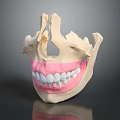 Human Skull Oral Anatomy Model With Detailed Teeth And Pink Gums
