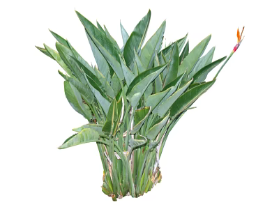 Lush Tropical Plant With Large Green Leaves And Orange Purple Flower 3d model