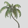 Coconut Palm Tree With Green Leaves And Curved Trunk In Isolated Setting