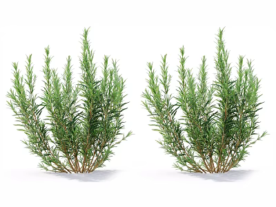 Fresh Green Rosemary Herb Plants With Lush Foliage On White Background 3d model