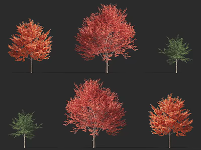 Arbor Trees Display Featuring Colorful Red Orange And Green Autumn Foliage 3d model