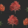 Arbor Trees Display Featuring Colorful Red Orange And Green Autumn Foliage