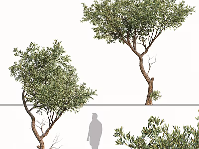 Lush Green Tree Arbor With Twisted Trunk Lush Foliage And Human Silhouette For Scale 3d model