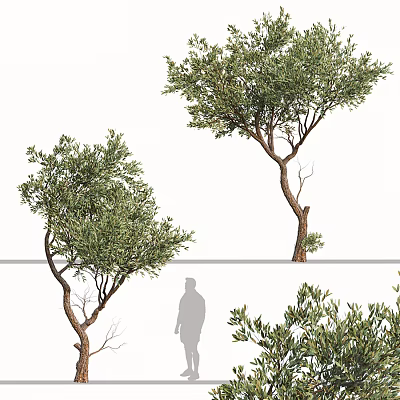 Lush Green Tree Arbor With Twisted Trunk Lush Foliage And Human Silhouette For Scale 3d model