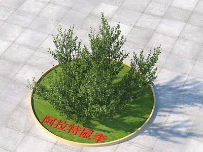 Aratus Rhamnus Tree in Circular Planter with Green Grass on Gray Paved Ground 3d model