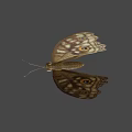 Game Movie Character Butterfly Featuring Intricate Wing Patterns And 3D Render Design 3d model