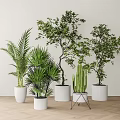 Decorative Indoor Potted Plants With Various Green Foliage In White Planters