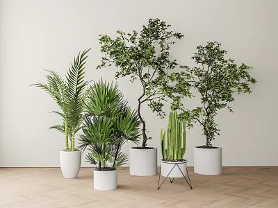 Decorative Indoor Potted Plants With Various Green Foliage In White Planters 3d model