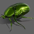 Shiny Green Beetle With Metallic Carapace And Long Legs On Gray Background