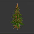 Natural Evergreen Pine Tree With Green Foliage And Brown Trunk Base