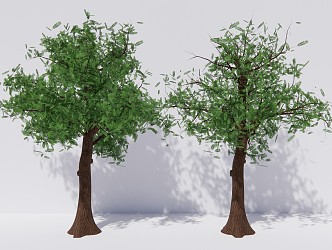 modern trees maple poplar arbor plant 3d model