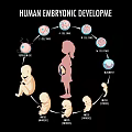 Human Embryonic Development Stages Diagram Educational Decorative Wall Hanging with Growth Phases