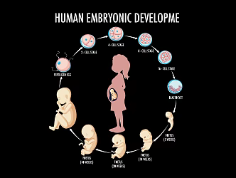 Modern 2D cartoon fetal development growth process stage October pregnancy diagram 3d model