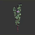 Plant Featuring Two Main Pink Stems Green Leaves Purple Flowers On Gray Background With Reflection