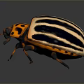 Vibrant Orange and Black Striped Beetle With Distinctive Body Pattern and Shiny Exoskeleton