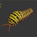 Yellow Black Striped Caterpillar With Orange Antennae And Black Spots On Dark Background