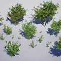 Various Types of Trees with Green Foliage and Different Sizes in Natural Setting