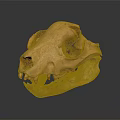 Detailed Orange Yellow Animal Skull With Sharp Teeth On Dark Reflective Surface 3d model