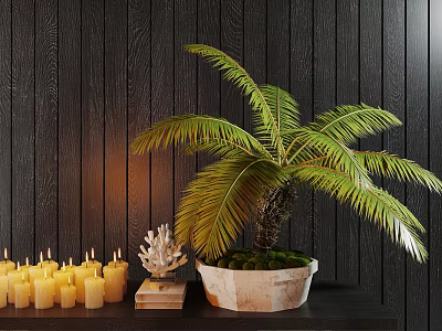 Potted Palm Plant with Light Pot Candles and Shell Decoration Against Dark Wooden Wall 3d model