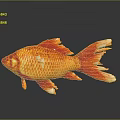 Bright Red And Orange Goldfish With Shiny Scales Flowing Fins And Reflection On Dark Background