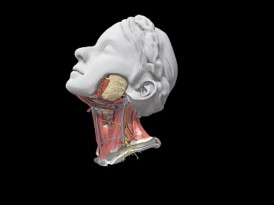 Modern Skull 3d model