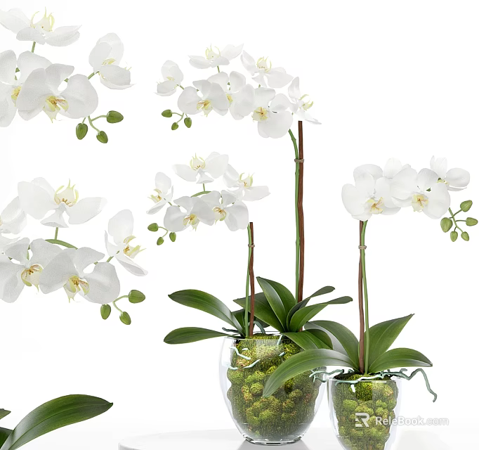 Beautiful White Orchid Potted Plant With Green Leaves In Glass Vase 3d model 