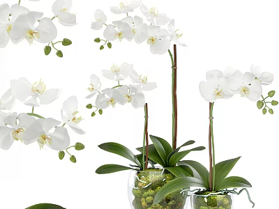 Beautiful White Orchid Potted Plant With Green Leaves In Glass Vase 3d model