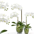 Beautiful White Orchid Potted Plant With Green Leaves In Glass Vase