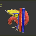Human Organs 3D Anatomical Model Displaying Liver Stomach And Blood Vessels Structure