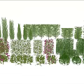 Different Types of Garden Bushes in Various Shapes and Foliage