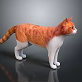 Orange striped and white cat standing on reflective black surface with gray background
